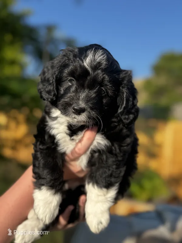 Oreo – Pembroke Welsh Corgi, Poodle - Toy  puppy for sale in Fort Collins, CO