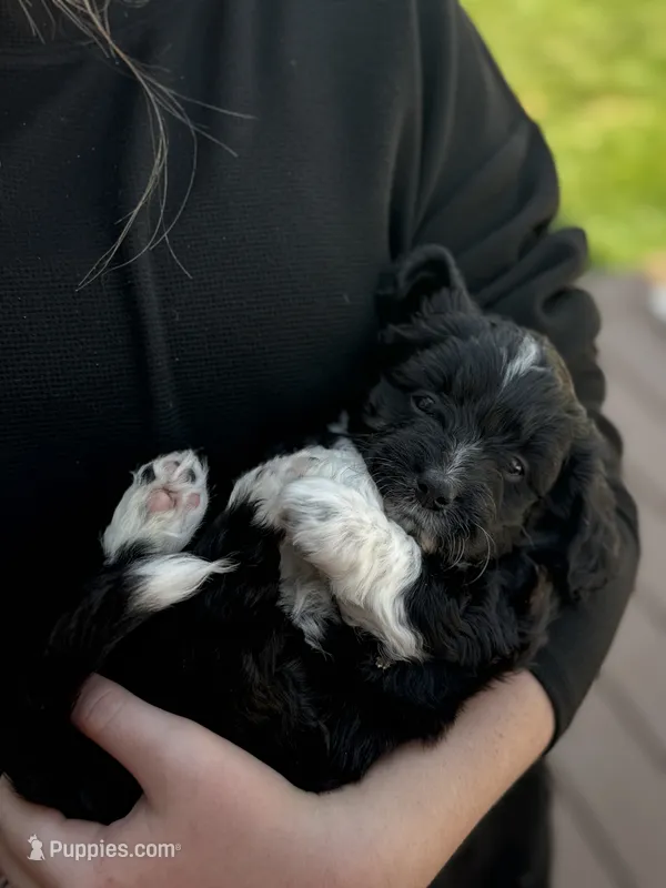 Oreo – Pembroke Welsh Corgi, Poodle - Toy  puppy for sale in Cheyenne, WY