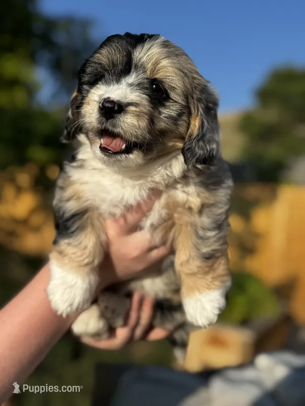 Lily – Pembroke Welsh Corgi, Poodle - Toy  puppy for sale in Fort Collins, CO