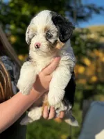 Sugar, a female Pembroke Welsh Corgi and Poodle - Toy  for sale in Fort Collins, CO – 2 of 6