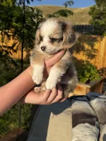 Minnie, a female Pembroke Welsh Corgi and Poodle - Toy  for sale in Fort Collins, CO – 2 of 5