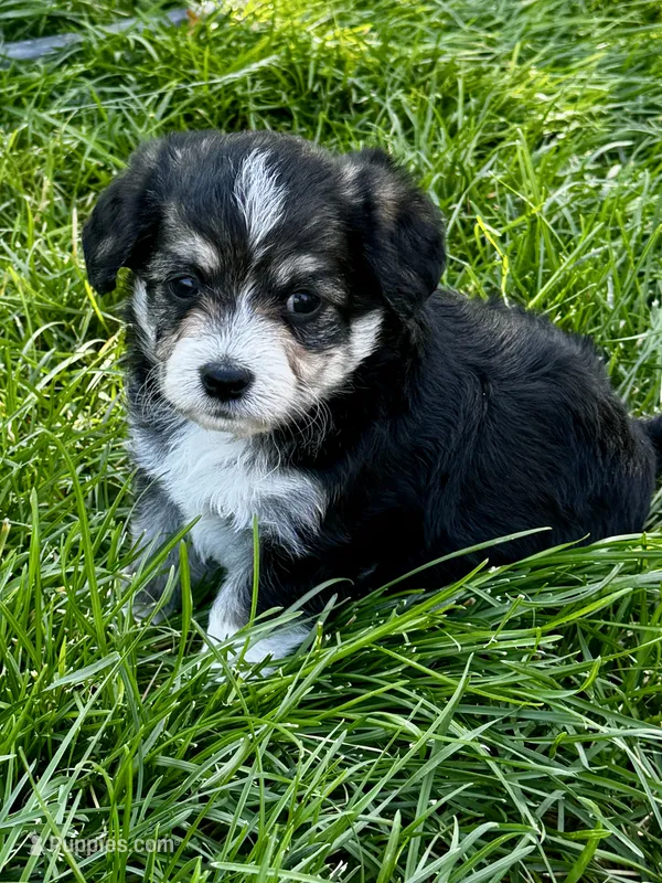 Emery – Pembroke Welsh Corgi, Poodle - Toy  puppy for sale in Cheyenne, WY