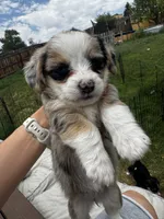 Minnie, a female Pembroke Welsh Corgi and Poodle - Toy  for sale in Cheyenne, WY – 2 of 3