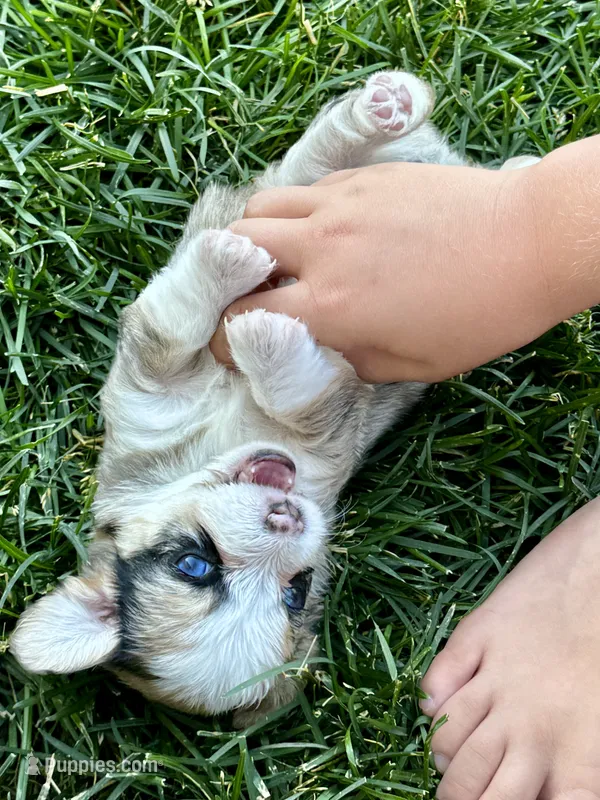 Minnie – Pembroke Welsh Corgi, Poodle - Toy  puppy for sale in Cheyenne, WY