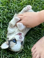Minnie, a female Pembroke Welsh Corgi and Poodle - Toy  for sale in Cheyenne, WY – 1 of 3