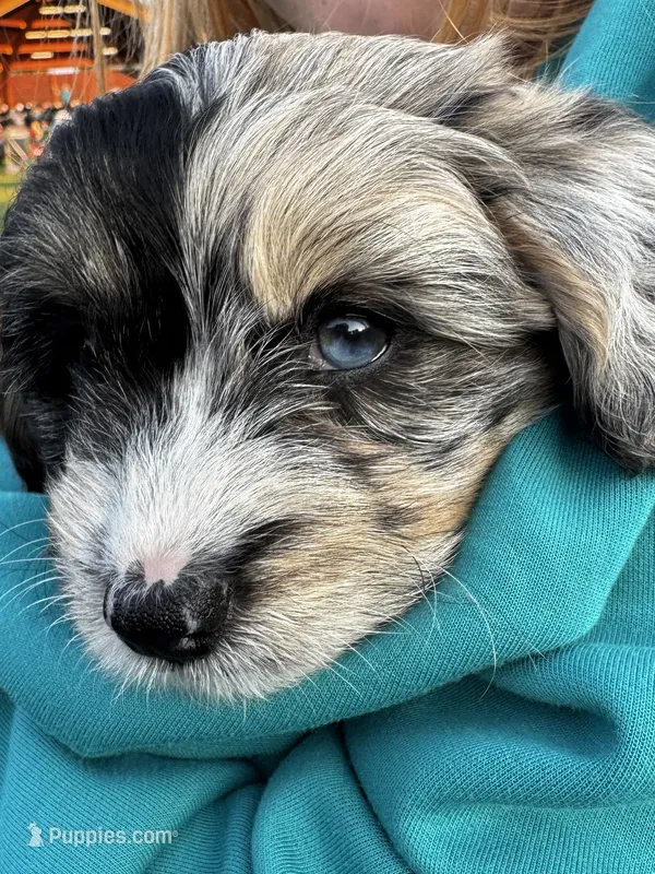 Lily – Pembroke Welsh Corgi, Poodle - Toy  puppy for sale in Fort Collins, CO