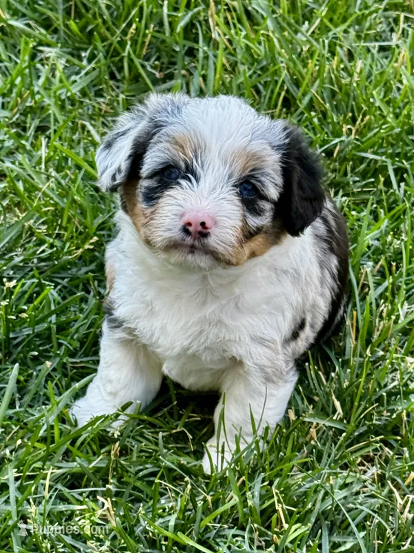 Sugar – Pembroke Welsh Corgi, Poodle - Toy  puppy for sale in Cheyenne, WY