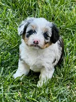 Sugar, a female Pembroke Welsh Corgi and Poodle - Toy  for sale in Cheyenne, WY – 1 of 2