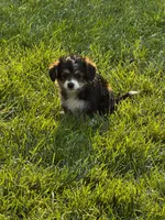 Emry, a female Pembroke Welsh Corgi and Poodle - Toy  for sale in Fort Collins, CO – 2 of 3