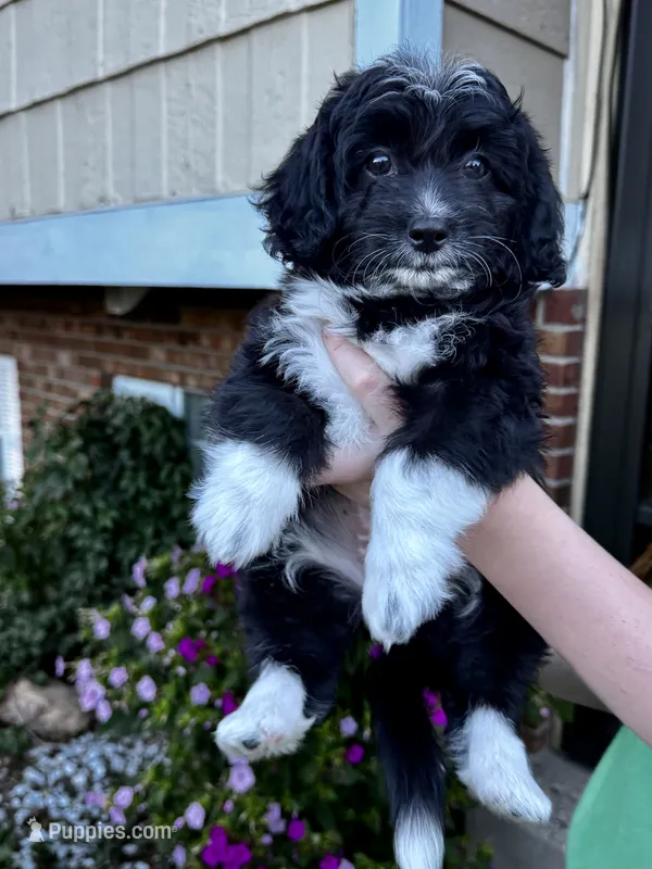 Sweetie – Pembroke Welsh Corgi, Poodle - Toy  puppy for sale in Fort Collins, CO