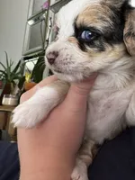 Minnie, a female Pembroke Welsh Corgi and Poodle - Toy  for sale in Cheyenne, WY – 3 of 3