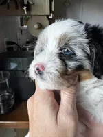 Sugar, a female Pembroke Welsh Corgi and Poodle - Toy  for sale in Fort Collins, CO – 4 of 6