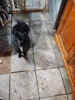 Sable pom , a female Pomeranian for sale in Sauk Village, IL – 3 of 4