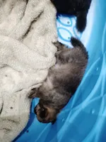 Sable pom , a female Pomeranian for sale in Sauk Village, IL – 3 of 4