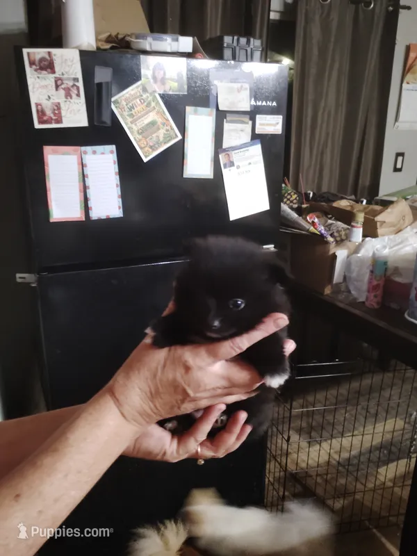 Tiny girl  – Pomeranian puppy for sale in Sauk Village, IL