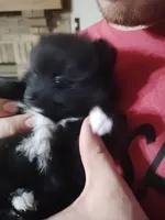 Tiny girl , a female Pomeranian for sale in Sauk Village, IL – 3 of 5