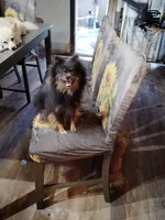 Sable pom , a female Pomeranian for sale in Sauk Village, IL – 2 of 4