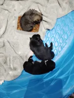 Sable pom , a female Pomeranian for sale in Sauk Village, IL – 4 of 4