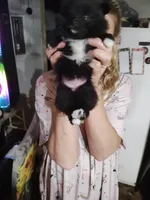 Tiny girl , a female Pomeranian for sale in Sauk Village, IL – 4 of 5