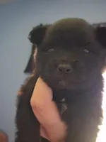 Black bear, a female Pomeranian for sale in Sauk Village, IL – 4 of 4