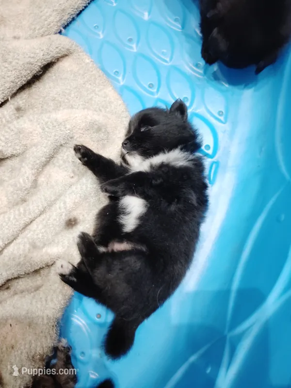 Black and white  – Pomeranian puppy for sale in Sauk Village, IL