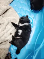 Black and white , a female Pomeranian for sale in Sauk Village, IL – 1 of 2