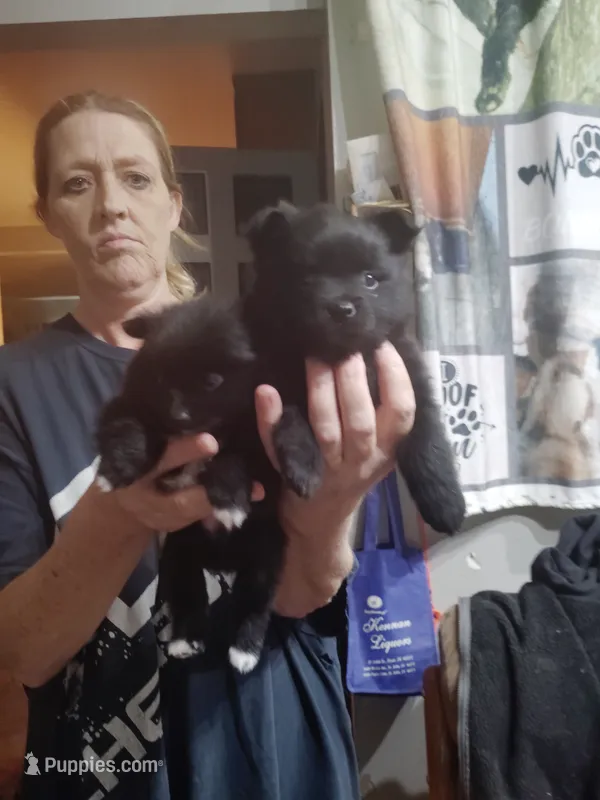 Black bear – Pomeranian puppy for sale in Sauk Village, IL