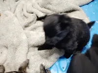 Black bear, a female Pomeranian for sale in Sauk Village, IL – 2 of 4