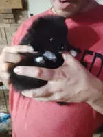 Tiny girl , a female Pomeranian for sale in Sauk Village, IL – 5 of 5