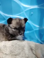 Sable pom , a female Pomeranian for sale in Sauk Village, IL – 2 of 4