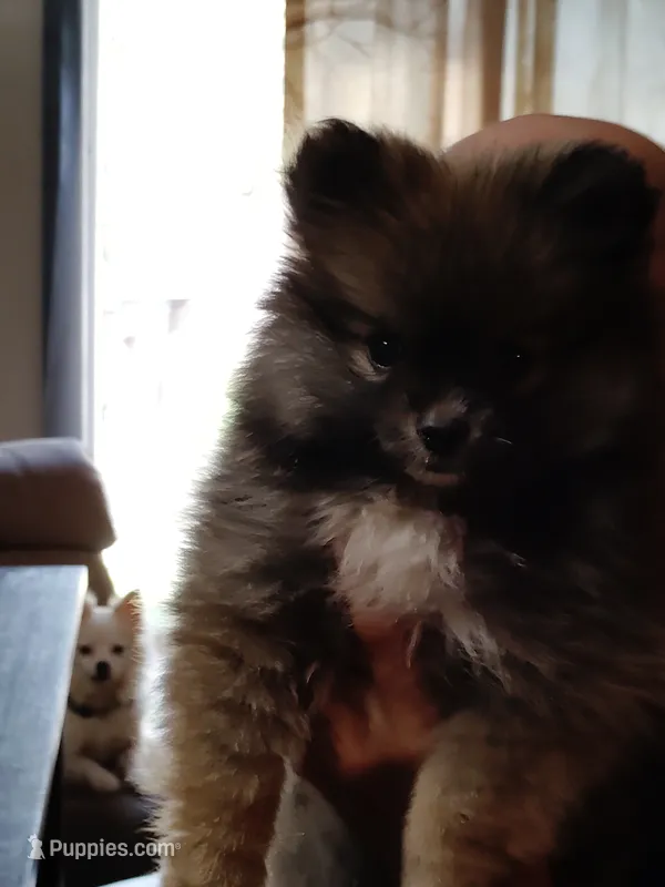 Sable pom  – Pomeranian puppy for sale in Sauk Village, IL