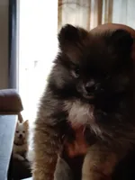 Sable pom , a female Pomeranian for sale in Sauk Village, IL – 1 of 4