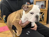 Brown Eagle, a female English Bulldog for sale in Surry, VA – Photo 4 of 4