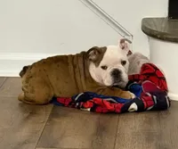 Brown Eagle, a female English Bulldog for sale in Surry, VA – Photo 2 of 4