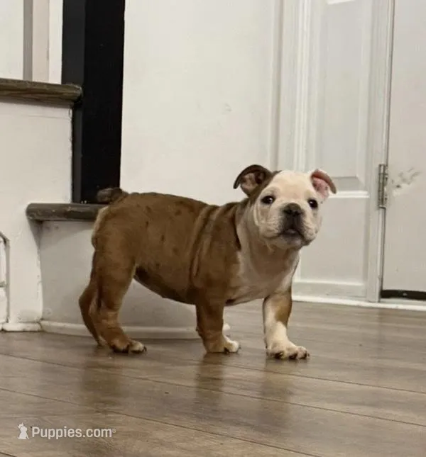 Brown Eagle – English Bulldog puppy for sale in Surry, VA