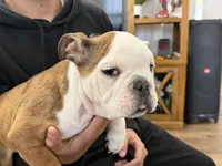 Brown Eagle, a female English Bulldog for sale in Surry, VA – Photo 3 of 4