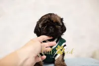 Kingston, a male Shih Tzu for sale in Vernal, UT – 2 of 5