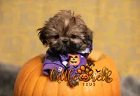 Elvis , a male Shih Tzu for sale in Vernal, UT – 4 of 5