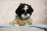 MAJESTY, a female Shih Tzu for sale in Vernal, UT – 4 of 5