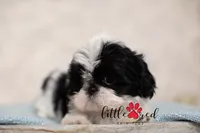 Perdy, a female Shih Tzu for sale in Vernal, UT – 2 of 3