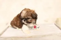 Dutton , a female Shih Tzu for sale in Vernal, UT – 2 of 3