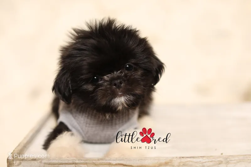 Aspen – Shih Tzu puppy for sale in Vernal, UT