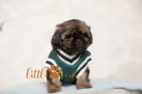 Kingston, a male Shih Tzu for sale in Vernal, UT – 3 of 5