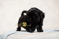 Estelle, a female Shih Tzu for sale in Vernal, UT – 3 of 3