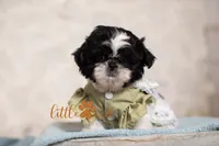 MAJESTY, a female Shih Tzu for sale in Vernal, UT – 5 of 5