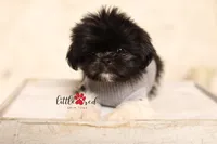 Aspen, a male Shih Tzu for sale in Vernal, UT – 4 of 5