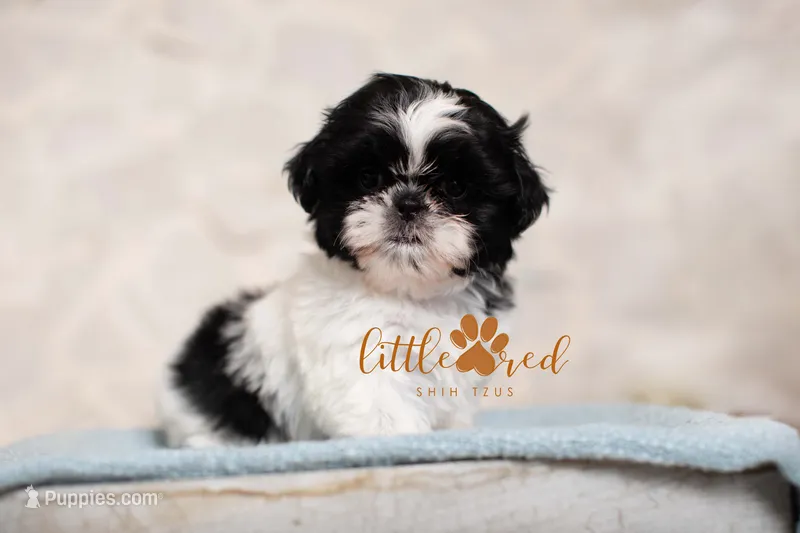 MAJESTY – Shih Tzu puppy for sale in Vernal, UT