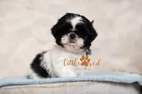 MAJESTY, a female Shih Tzu for sale in Vernal, UT – 1 of 5