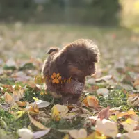 Chloe, a female Shih Tzu for sale in Vernal, UT – Photo 8 of 8