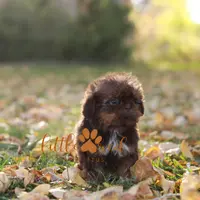 Chloe, a female Shih Tzu for sale in Vernal, UT – Photo 6 of 8